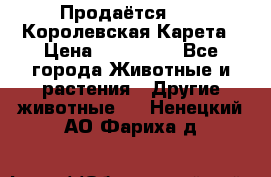 Продаётся!     Королевская Карета › Цена ­ 300 000 - Все города Животные и растения » Другие животные   . Ненецкий АО,Фариха д.